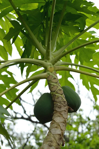 Papaya Træ Foto Til Dine Frugt Projekter Eller Botanik Publikationer - Stock-foto