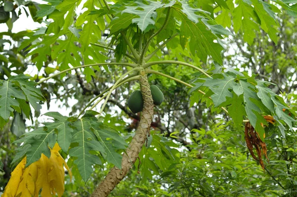 Papaya Fotó Gyümölcs Projektek Vagy Botanika Kiadványok — Stock Fotó