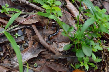 Kırkayak kuru yapraklarda, doğa projeler veya yayınlarınızı hata konular için ideal.