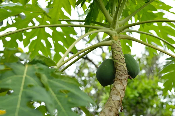 Papaya Træ Foto Til Dine Frugt Projekter Eller Botanik Publikationer - Stock-foto