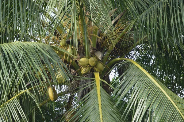 椰子棕榈照片为您的热带项目或植物学出版物 — 图库照片