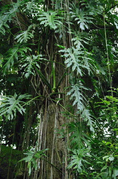 Тропическое Дерево Ваших Природных Проектов Ботанических Публикаций — стоковое фото