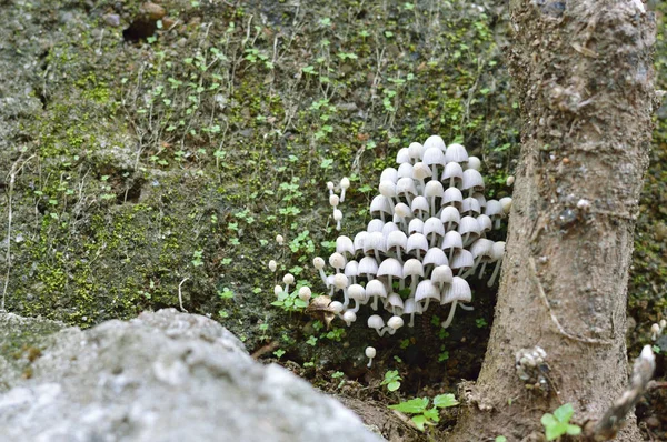 Pequenos Cogumelos Para Seus Projetos Fungos Publicações Biologia — Fotografia de Stock