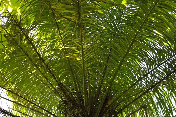 Palma Baixo Ângulo Para Seus Projetos Trópicos Publicações Botânica — Fotografia de Stock
