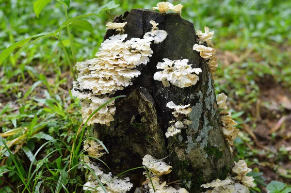 Cogumelo Tronco Para Seus Projetos Botânica Publicações Biologia — Fotografia de Stock