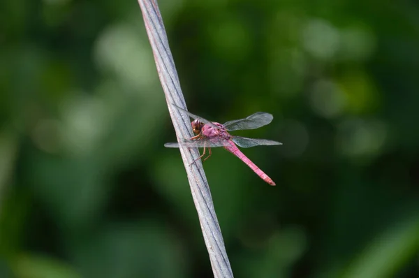 Kırmızı Yusufçuk Kabloyla Doğa Projeler Veya Yayınlarınızı Entomoloji Konular Için — Stok fotoğraf