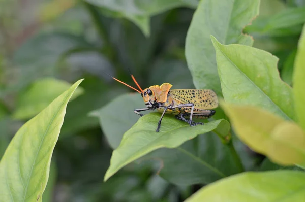 Gafanhoto Laranja Cabo Ideal Para Seus Projetos Natureza Tópicos Entomologia — Fotografia de Stock