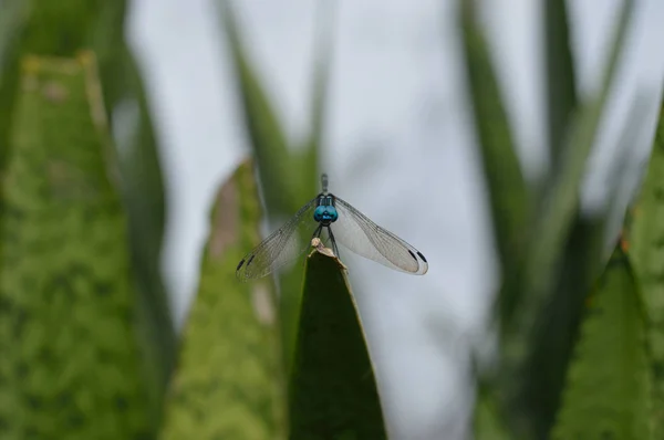 Dragonfly Leaf Ideal Para Seus Projetos Natureza Tópicos Entomologia Suas — Fotografia de Stock
