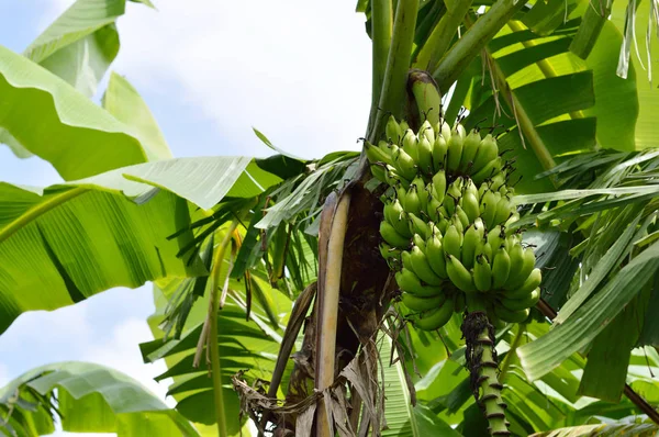 香蕉树细节 为您的自然项目和野生动物出版物 — 图库照片