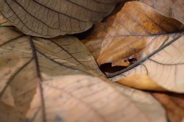 Brown Leaves Your Autumn Projects Botany Publications — Stock Photo, Image