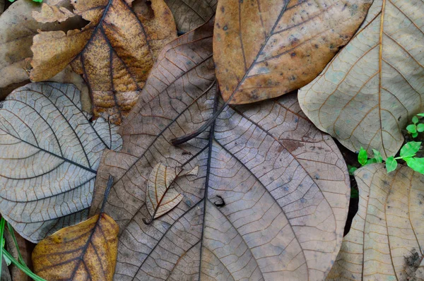 Folhas Chão Textura Para Seus Projetos Outono Publicações Botânica — Fotografia de Stock