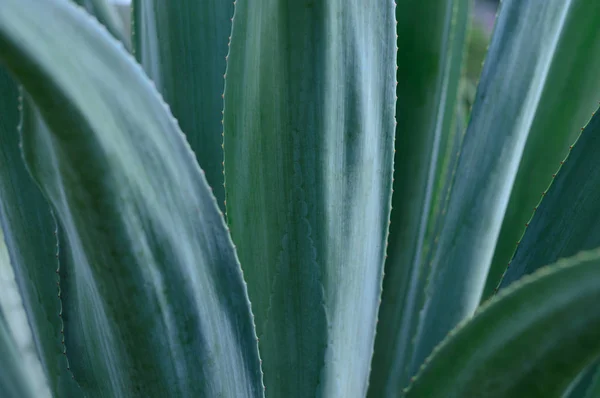 Planta Agave México Para Decoración Producción Tequila — Foto de Stock