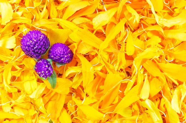 Цемпасухильские Лепестки Традиционный Мексиканский Цветок Дню Мертвых Проектов — стоковое фото