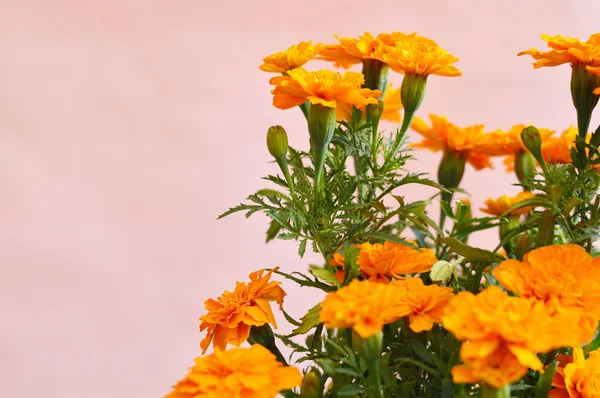 Цветы Кемпасучили Традиционное Украшение Дню Мертвых — стоковое фото