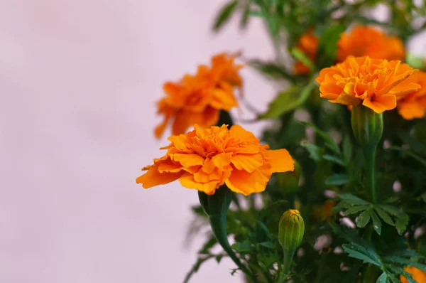 Цветы Кемпасучили Традиционное Украшение Дню Мертвых — стоковое фото