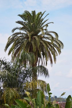 Genel Park palmiye ve muz ağaçları. Cuetzalan Del Progreso, Puebla Meksika.