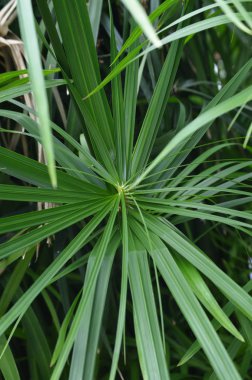 Bitki genel Park palmiye. Cuetzalan Del Progreso, Puebla Meksika. 