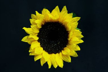 Koyu arka plan, botanik projeleriniz için ideal üzerinde çiy ile güzel taze çiçek