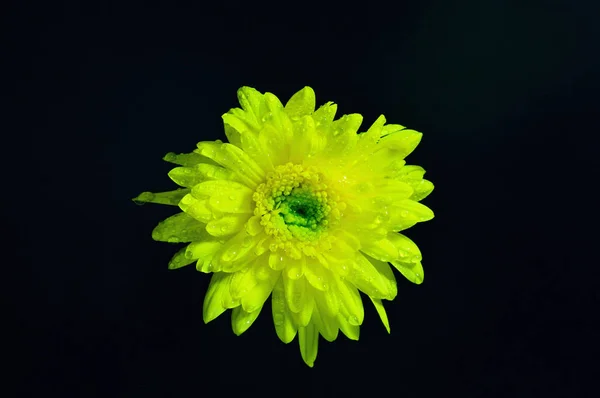 Свежий Цветок Росой Темном Фоне Идеально Подходит Ботанических Проектов — стоковое фото