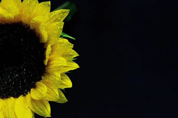 Mooie Verse Bloemen Met Dauw Donkere Achtergrond Ideaal Voor Projecten — Stockfoto