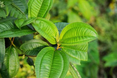 doku ile vahşi yaprakları