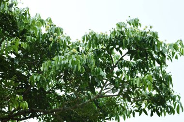 küçük beyaz çiçekler ile ağaçlar dalları