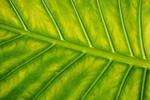 Textura da folha verde na floresta tropical — Fotografia de Stock