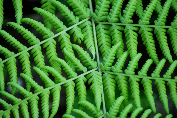 Detalhe da planta de samambaia na floresta tropical — Fotografia de Stock