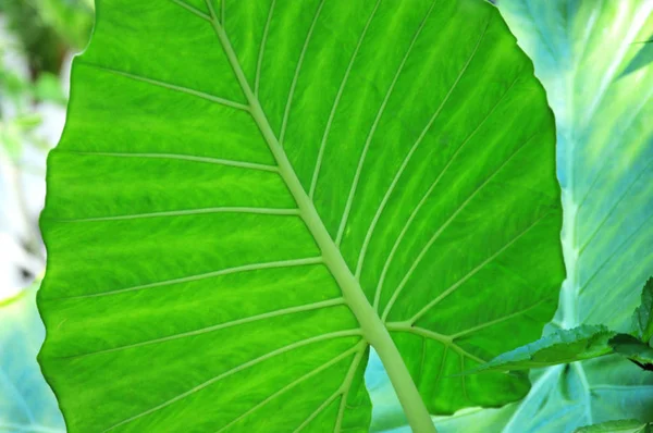 Детали большого листа в тропических лесах — стоковое фото