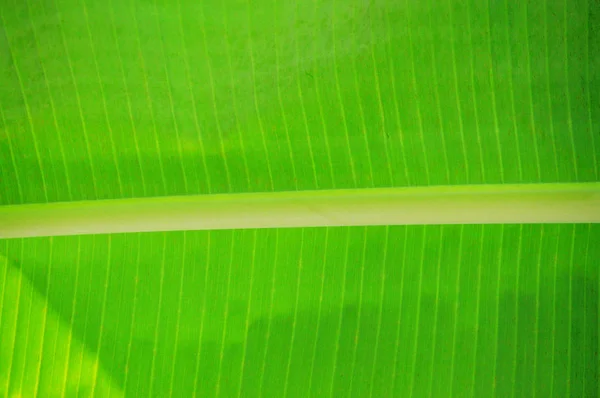 Blízký list banánového stromu v deštovém lese — Stock fotografie