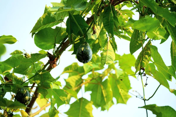 树枝中的沙耶特植物 — 图库照片