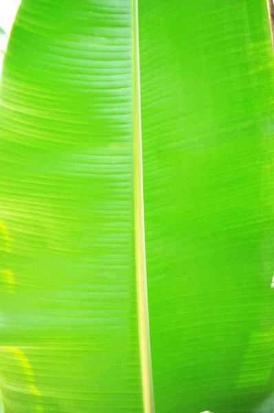 Folha de bananeira na floresta tropical — Fotografia de Stock