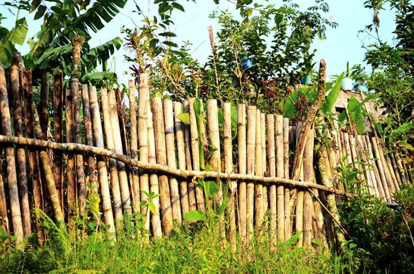 Cerca de bambu na floresta tropical — Fotografia de Stock