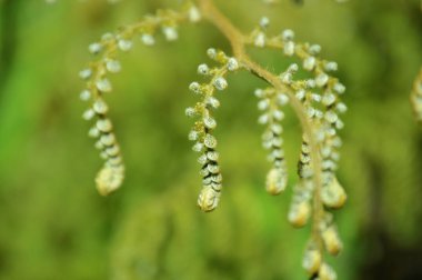 haddelenmiş yaprakları ile genç eğrelti otu bitki yakın