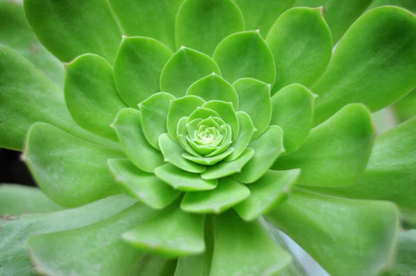 Close up of green succulent plant — Stock Photo, Image