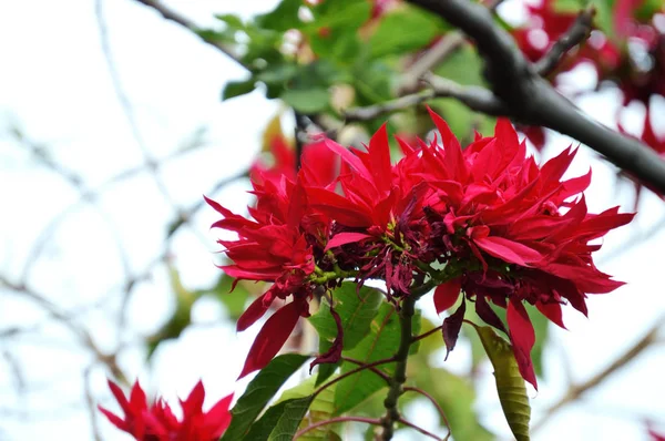 Close up de ramos poinsettia — Fotografia de Stock