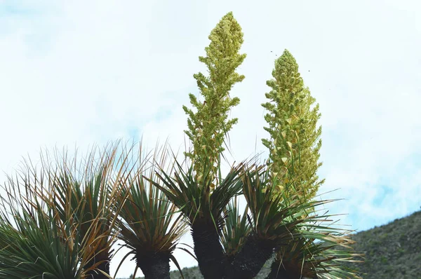 Detail van woestijn palmboom met stekelige bladeren en gele bloemen — Stockfoto