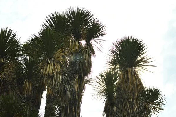 Detail of desert palm tree with spiny leaves — Stock Photo, Image