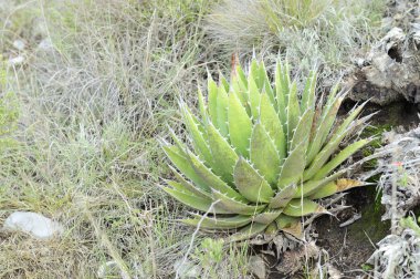 vahşi agave bitki yatay bileşimi