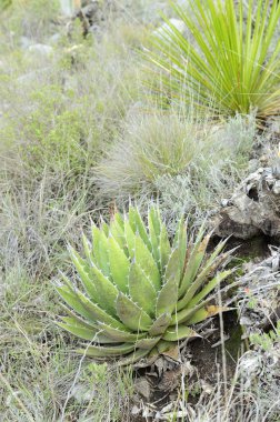 vahşi agave bitkisi dikey bileşimi