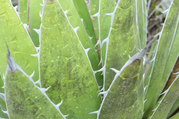Close up de agave planta — Fotografia de Stock