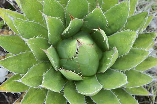 Detail der Agave-Pflanze von oben — Stockfoto