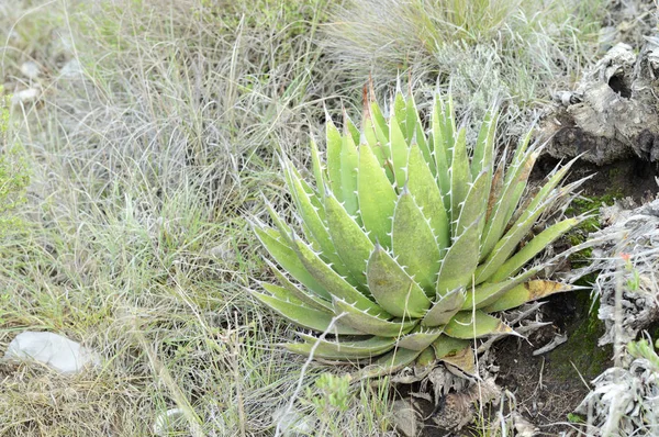 Vad agave növényi vízszintes összetétel — Stock Fotó