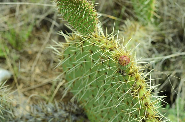 Detail prickě hrušní s ovocem — Stock fotografie