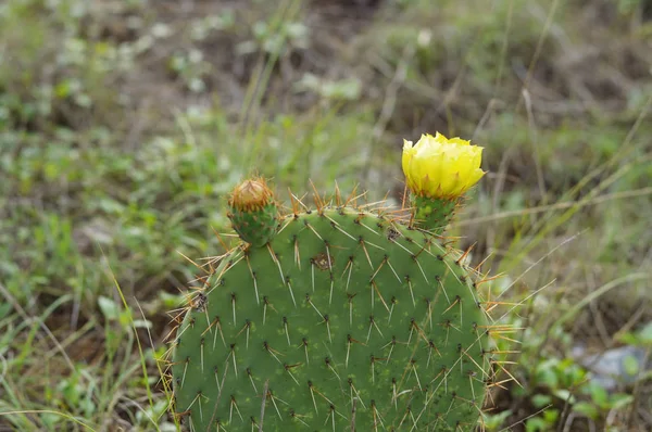 Kaktusfeige mit gelben Blüten und Blüten — Stockfoto