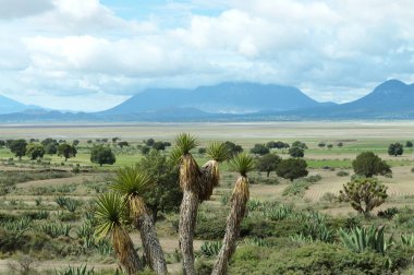 ön planda maguey bitki ve ağaçlar ile dağlar manzara