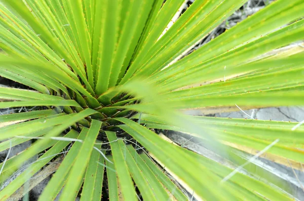 アガベ植物の詳細フロルデクチャリラ — ストック写真