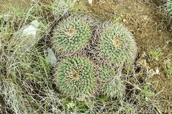 Nahaufnahme einer wilden Sukkulenten-Pflanze auf dem Berg — Stockfoto