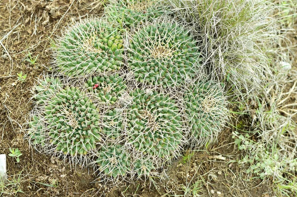 Planta suculenta selvagem no monte — Fotografia de Stock