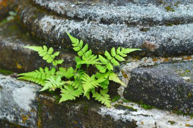 mezarlık şapelbitki yakın